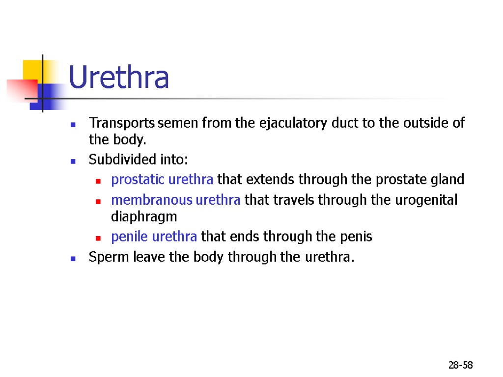 28-58 Urethra Transports semen from the ejaculatory duct to the outside of the body.